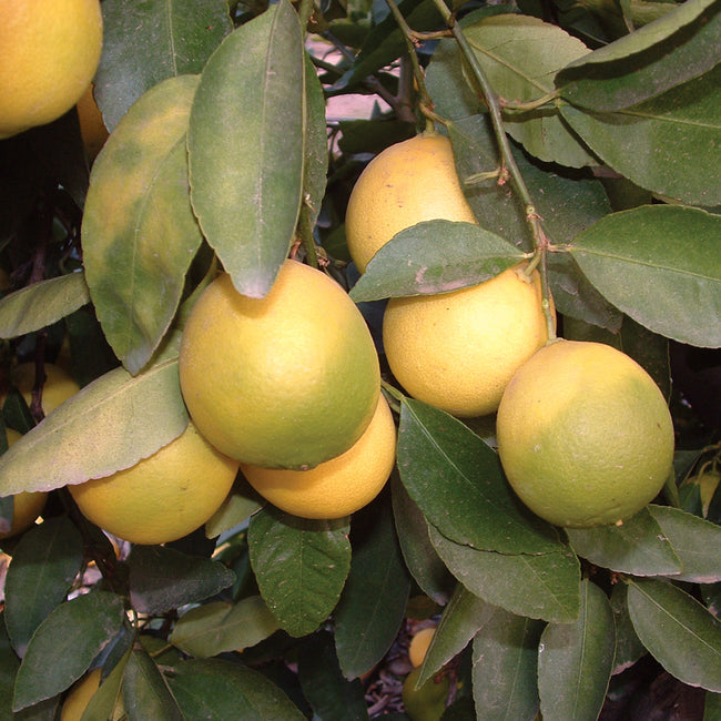 BEARSS LIME-CITRUS