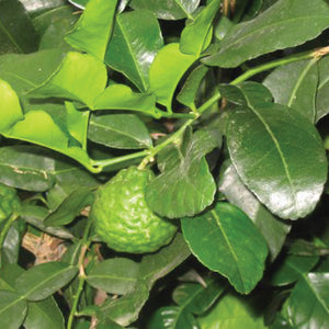 MAKRUT LIME-CITRUS