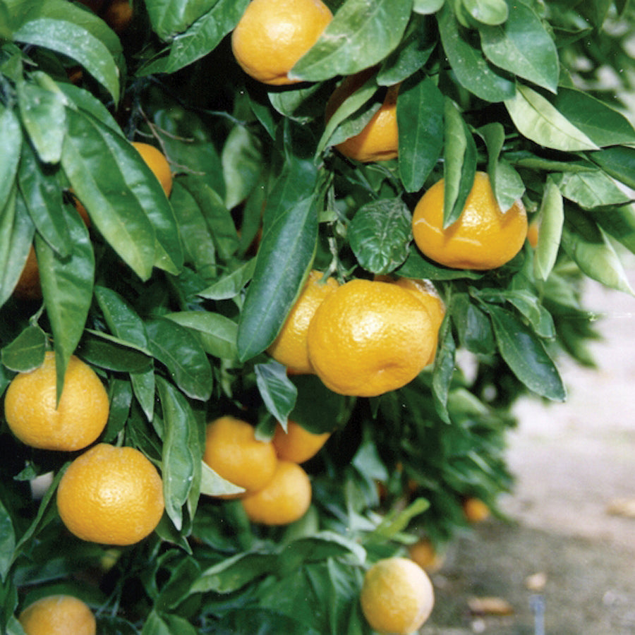 Owari Satsuma Mandarin Citrus Plant Territorial Seed
