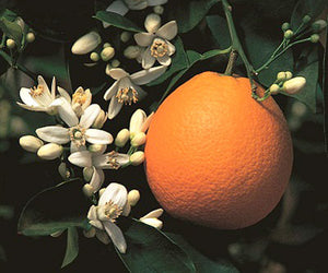 WASHINGTON NAVEL ORANGE-CITRUS
