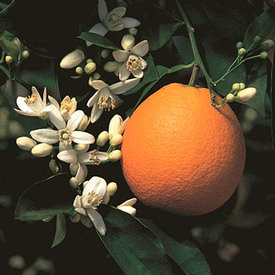 Close-up of Washington navel orange on tree showing ripe orange fruit and green leaves