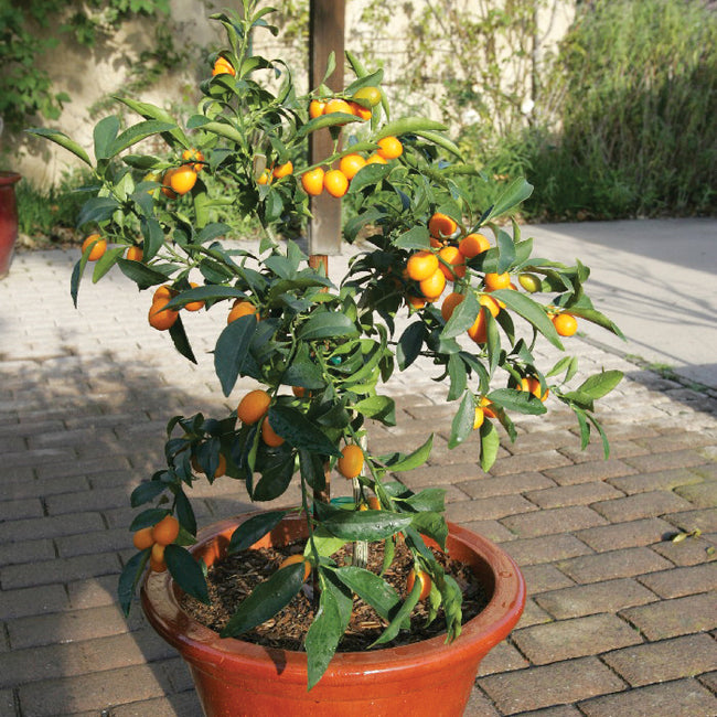 NAGAMI KUMQUAT-CITRUS