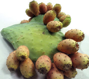 LUTHER BURBANK'S THORNLESS OPUNTIA PRICKLY PEAR-PRICKLY PEAR