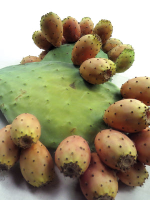 LUTHER BURBANK'S THORNLESS OPUNTIA PRICKLY PEAR-PRICKLY PEAR