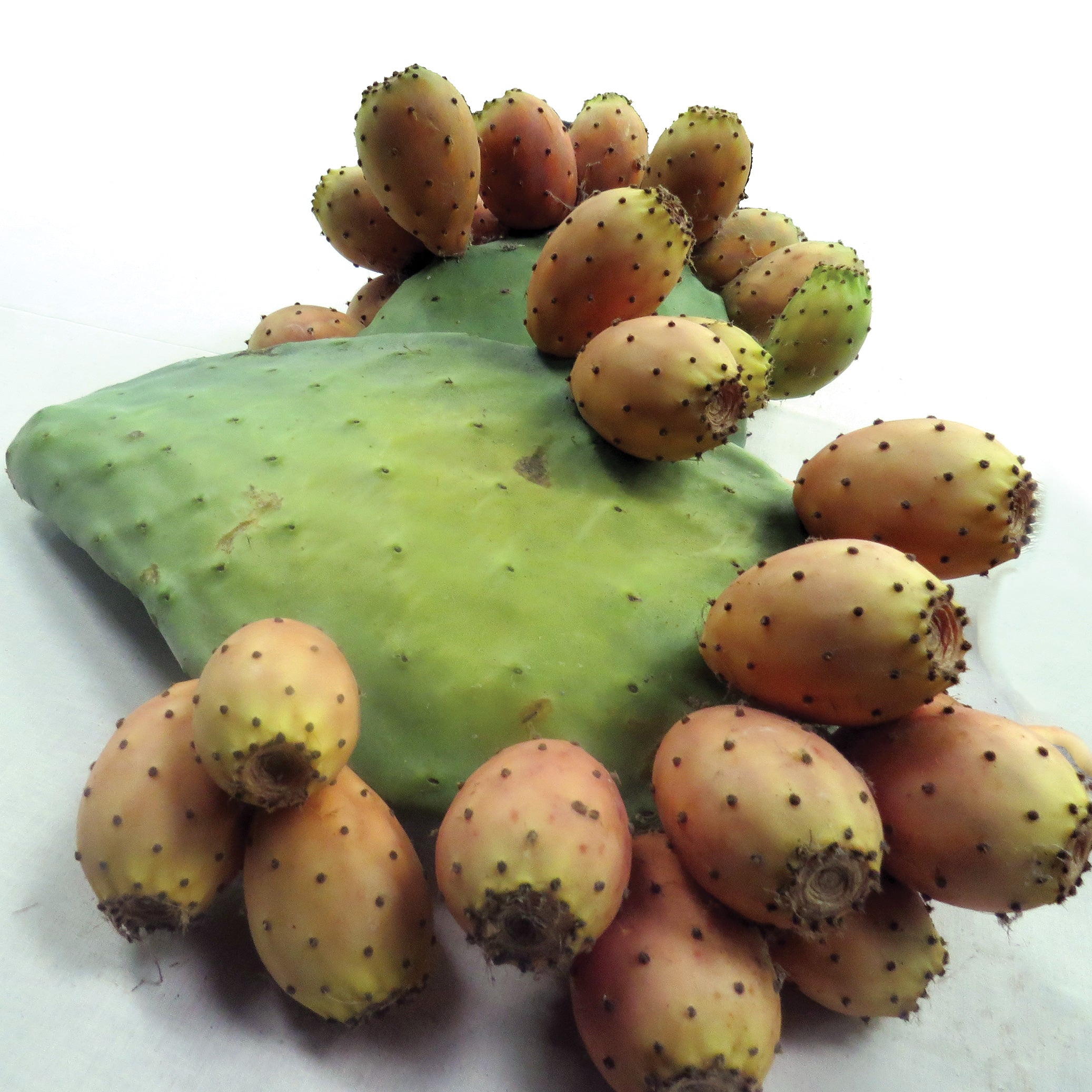 prickly pear cactus thornless Luther Burbank'S Thornless Opuntia Prickly Pear Prickly Plant