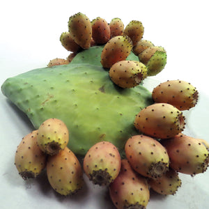 LUTHER BURBANK'S THORNLESS OPUNTIA PRICKLY PEAR-PRICKLY PEAR