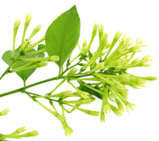 NIGHT BLOOMING-JASMINE