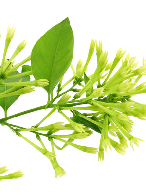 NIGHT BLOOMING-JASMINE