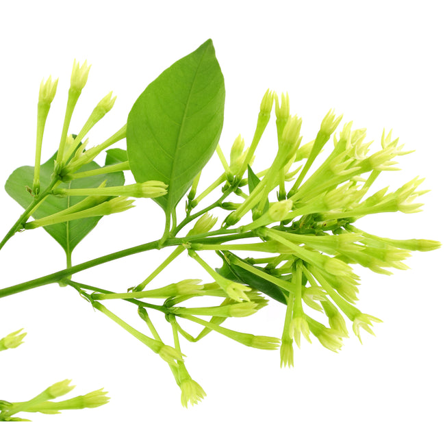 NIGHT BLOOMING-JASMINE