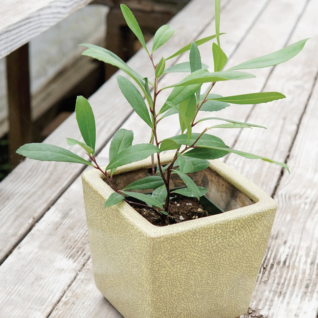 YERBA MATÉ-YERBA MATE