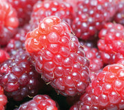 LOGANBERRY-