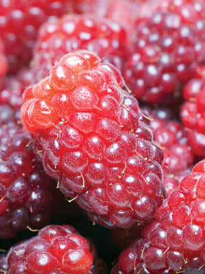 LOGANBERRY-