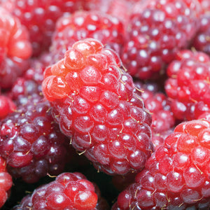 LOGANBERRY-