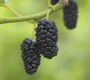 DWARF EVERBEARING-MULBERRY