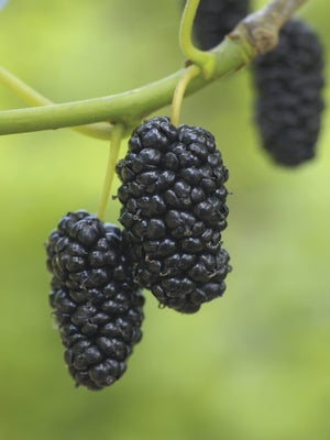 DWARF EVERBEARING-MULBERRY