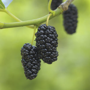 DWARF EVERBEARING-MULBERRY