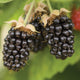 MARIONBERRY-BLACKBERRY