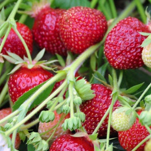 RASPYBERRY-STRAWBERRY