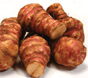 JERUSALEM ARTICHOKE-JERUSALEM ARTICHOKE