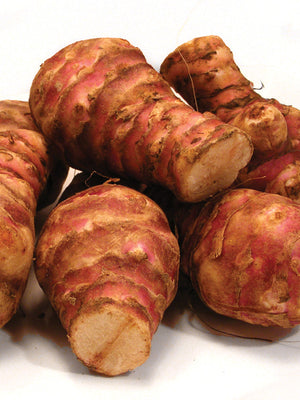 JERUSALEM ARTICHOKE-JERUSALEM ARTICHOKE