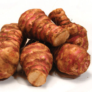 JERUSALEM ARTICHOKE-JERUSALEM ARTICHOKE