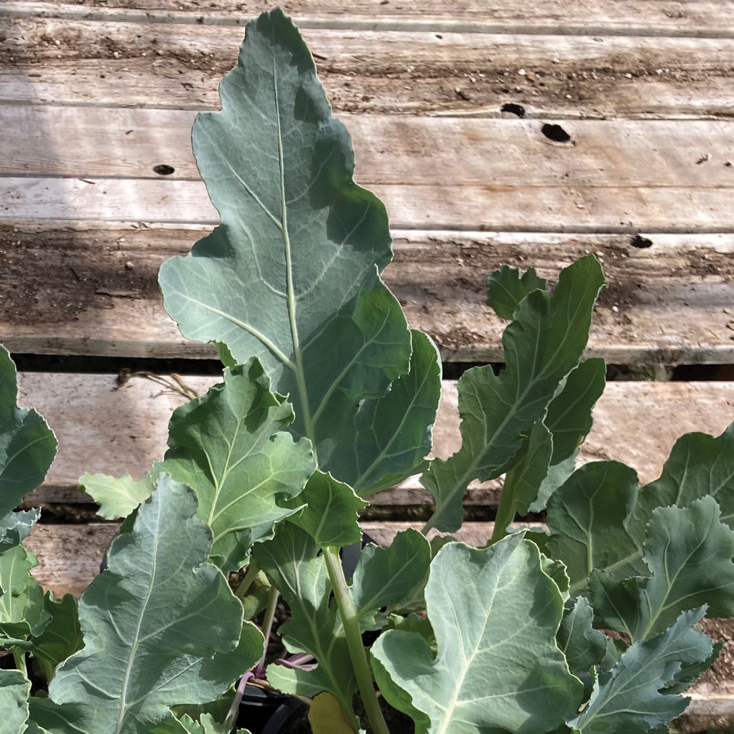 Territorial Seed Company Sea Kale Plant