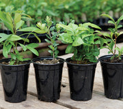 QUAD-SHOT CAFFEINATED COMBO-COLLECTION