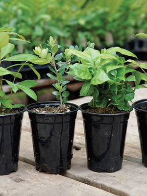 QUAD-SHOT CAFFEINATED COMBO-COLLECTION