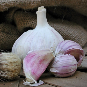 PURPLE GLAZER-GARLIC
