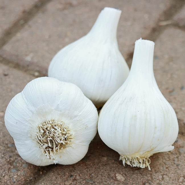 GEORGIAN FIRE-GARLIC