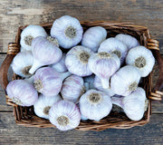 CHESNOK RED-GARLIC