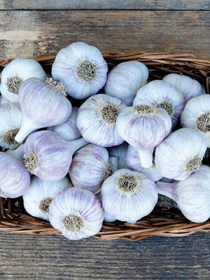 Top-down view of Chesnok Red garlic heads showing purple-striped wrappers and pink clove skins in a bowl on a wooden surface