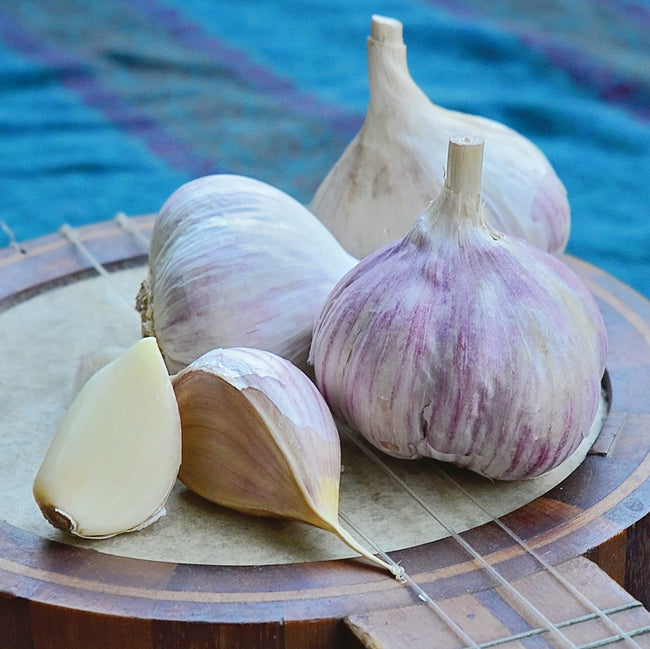 MUSIC-GARLIC