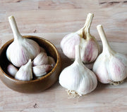Close-up of Music garlic bulbs showing large white porcelain bulbs with a pink blush on a light background