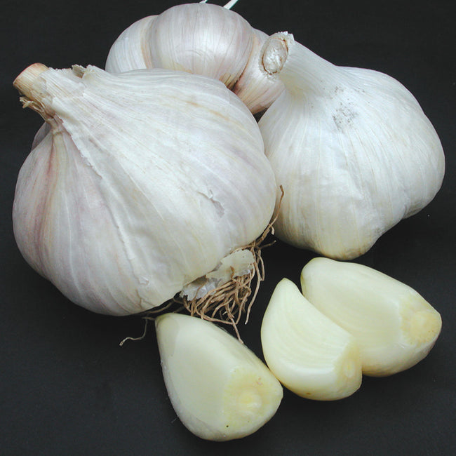 PREMIUM NORTHERN WHITE-GARLIC