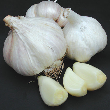 Premium Northern White Garlic | Territorial Seed