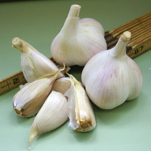 Close-up of Metechi garlic bulbs and separated cloves showing purple-blushed skins on a light background
