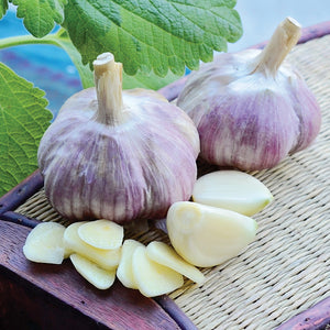 SIBERIAN-GARLIC