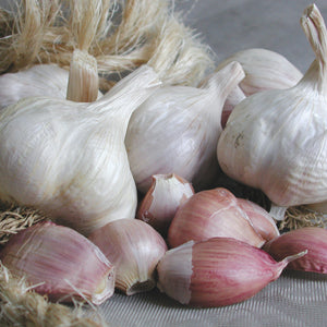 ITALIAN LATE-GARLIC