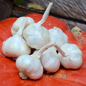 ITALIAN LATE-GARLIC