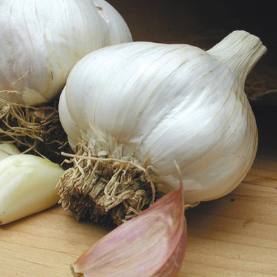 ITALIAN LATE-GARLIC