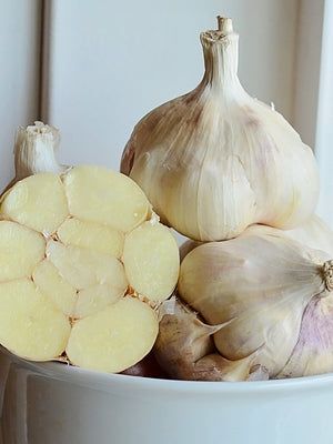 Close-up of Lorz Italian garlic bulbs showing large cloves and purplish-tinted skins on a light background