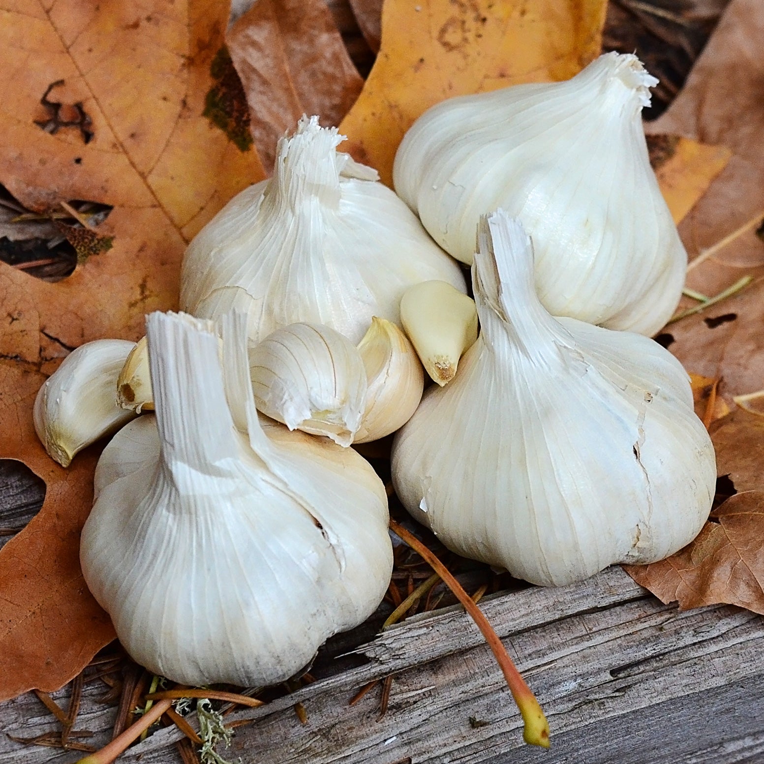 Susanville Garlic | GARLIC / 1 pound | Territorial Seed