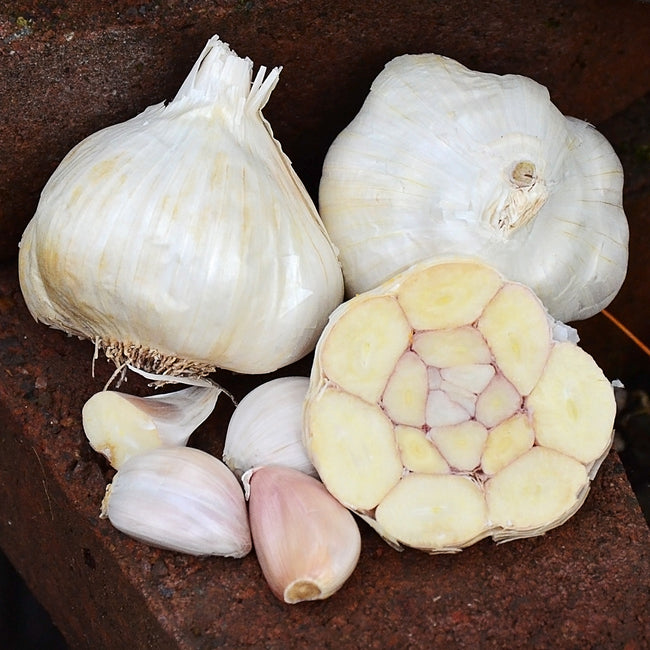 WESTERN ROSE-GARLIC