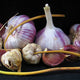 PURPLE RUSSIAN-GARLIC
