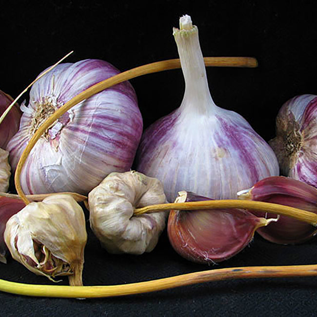 PURPLE RUSSIAN-GARLIC