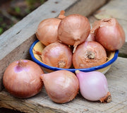 FRENCH-SHALLOT