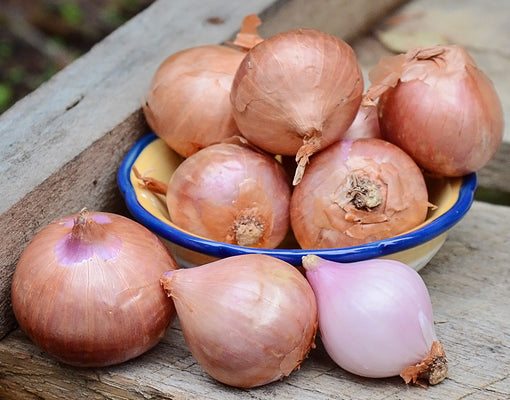 Front view of French shallot bulbs showing papery brown skins in a small cluster on a wooden surface