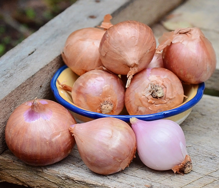 FRENCH-SHALLOT