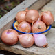 FRENCH-SHALLOT